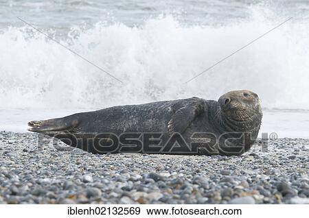 Stock Photo - Grey Seal (Halichoerus grypus), male, Heligoland, Schleswig-Holstein, Germany, Europe. Fotosearch