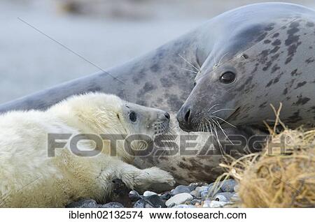 Grey Seals (Halichoerus grypus), mother with pup, Heligoland, Schleswig-Holstein, Germany, Europe View Large Photo Image Picture - Grey Seals (Halichoerus grypus), mother with pup, Heligoland, Schleswig-Holstein, Germany, Europe. Fotosearch