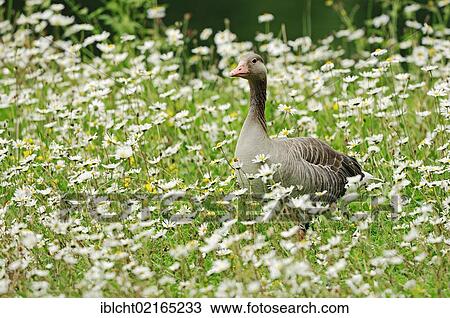 Stock Image - Greylag Goose (Anser anser) in a flowering meadow with Ox-eye Daisies (Chrysanthemum leucanthemum, Leucanthemum vulgare), Bavaria, Germany, Europe. Fotosearch