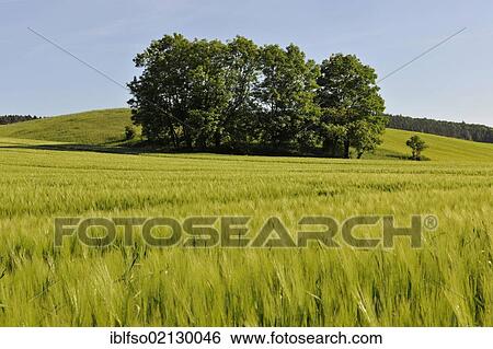 Stock Photograph - Group of trees in a field of Barley (Hordeum vulgare) with a blue sky, Thuringia, Germany, Europe. Fotosearch