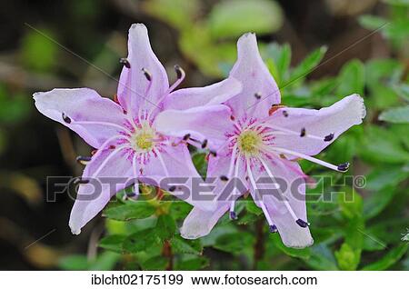 Hairy Alpenrose (Rhododendron hirsutum), flowers, Berchtesgaden National Park, Bavaria, Germany, Europe View Large Photo Image Stock Photo - Hairy Alpenrose (Rhododendron hirsutum), flowers, Berchtesgaden National Park, Bavaria, Germany, Europe. Fotosearch