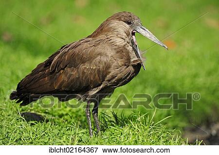 Hammercop, Hammerkop, Hammerhead Stork (Scopus umbretta), yawning, captive, African species, Czech Republic, Europe View Large Photo Image Stock Photo - Hammercop, Hammerkop, Hammerhead Stork (Scopus umbretta), yawning, captive, African species, Czech Republic, Europe. Fotosearch