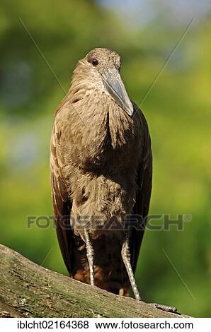 Stock Photo - Hammercop, Hammerkop, Hammerhead Stork (Scopus umbretta), captive, African species, Czech Republic, Europe. Fotosearch