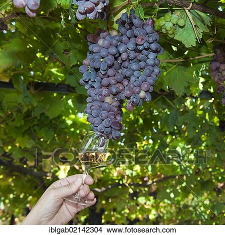 Picture - Hand holding a glass of wine under a bunch of grapes on a vine, Alto Douro, Tras-Os-Montes, Portugal, Europe. Fotosearch