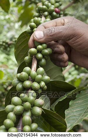 Hand picking unripe, green coffee beans on the bush, coffee plantation on the slopes of Mount Meru near Arusha, Tanzania, Africa View Large Photo Image Picture - Hand picking unripe, green coffee beans on the bush, coffee plantation on the slopes of Mount Meru near Arusha, Tanzania, Africa. Fotosearch