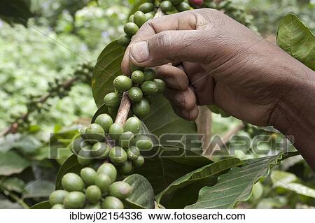 Stock Photograph - Hand picking unripe, green coffee beans on the bush, coffee plantation on the slopes of Mount Meru near Arusha, Tanzania, Africa. Fotosearch