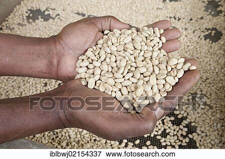 Stock Photo - Hands holding shelled green coffee beans while drying, coffee plantation on the slopes of Mount Meru, Tanzania, Africa. Fotosearch