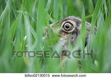 Hare (Lepus europaeus) in the grass, Thuringia, Germany, Europe View Large Photo Image Stock Photography - Hare (Lepus europaeus) in the grass, Thuringia, Germany, Europe. Fotosearch