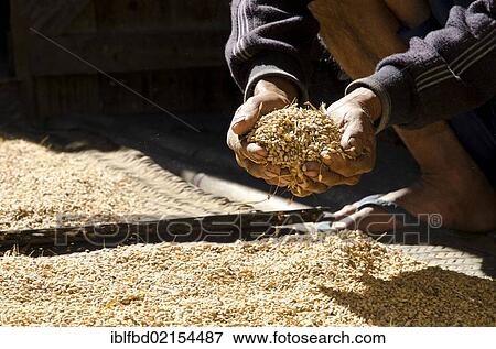 Harvest time on the Apatani plateau in Ziro region, Hong village, Arunachal Pradesh, India, Asia View Large Photo Image Stock Photo - Harvest time on the Apatani plateau in Ziro region, Hong village, Arunachal Pradesh, India, Asia. Fotosearch