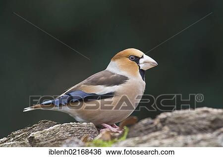 Hawfinch (Coccothraustes coccothraustes), Haren, Emsland region, Lower Saxony, Germany, Europe View Large Photo Image Stock Photograph - Hawfinch (Coccothraustes coccothraustes), Haren, Emsland region, Lower Saxony, Germany, Europe. Fotosearch