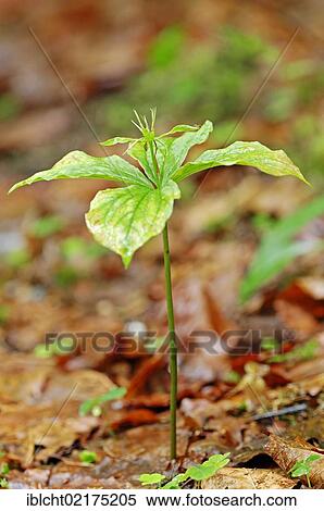 Stock Photography - Herb Paris, True-lover's knot (Paris quadrifolia), Berchtesgaden National Park, Bavaria, Germany, Europe. Fotosearch