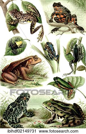Historical illustration from the 19th Century, depiction of frogs and toads View Large Photo Image Stock Image - Historical illustration from the 19th Century, depiction of frogs and toads. Fotosearch