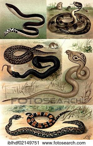 Historical illustration from the 19th Century, depiction of poisonous snakes View Large Photo Image Stock Image - Historical illustration from the 19th Century, depiction of poisonous snakes. Fotosearch