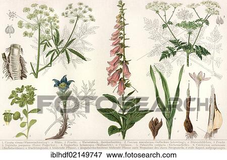 Historical illustration from the 19th Century, depiction of poisonous plants View Large Photo Image Stock Photo - Historical illustration from the 19th Century, depiction of poisonous plants. Fotosearch