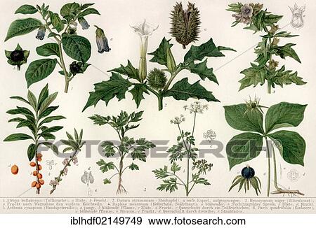 Historical illustration from the 19th Century, depiction of poisonous plants View Large Photo Image Stock Photo - Historical illustration from the 19th Century, depiction of poisonous plants. Fotosearch