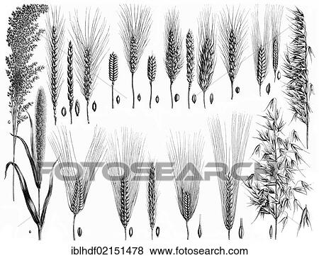 Historical illustration from the 19th Century, depiction of various sorts of grain View Large Photo Image Stock Photo - Historical illustration from the 19th Century, depiction of various sorts of grain. Fotosearch