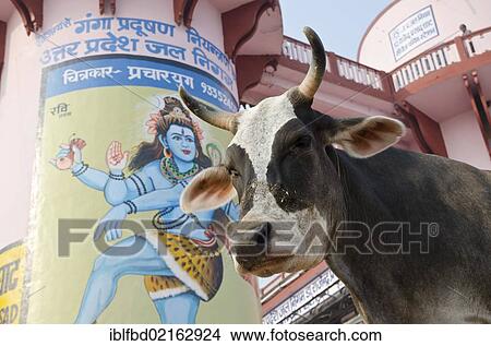 Holy cow in front of a huge Shiva painting at the ghats of Varanasi, Uttar Pradesh, India, Asia View Large Photo Image Picture - Holy cow in front of a huge Shiva painting at the ghats of Varanasi, Uttar Pradesh, India, Asia. Fotosearch