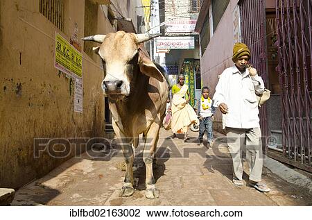 Holy cow in the streets of Varanasi, Uttar Pradesh, India, Asia View Large Photo Image Stock Image - Holy cow in the streets of Varanasi, Uttar Pradesh, India, Asia. Fotosearch