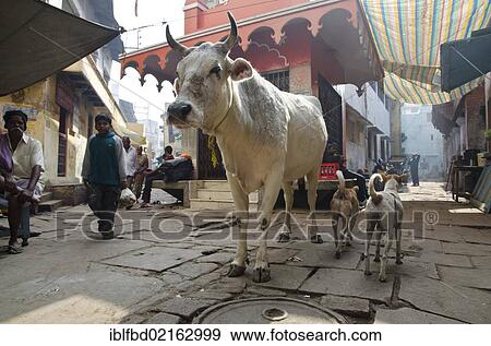 Stock Photo - Holy cow in the streets of Varanasi, Uttar Pradesh, India, Asia. Fotosearch
