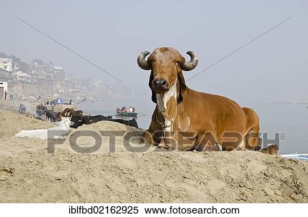 Holy cow resting at the ghats of Varanasi, Uttar Pradesh, India, Asia View Large Photo Image Stock Photography - Holy cow resting at the ghats of Varanasi, Uttar Pradesh, India, Asia. Fotosearch