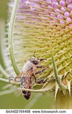 Honey Bee (Apis mellifera), covered with dew, on thistle flower, North Rhine-Westphalia, Germany, Europe View Large Photo Image Stock Photo - Honey Bee (Apis mellifera), covered with dew, on thistle flower, North Rhine-Westphalia, Germany, Europe. Fotosearch
