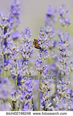 Stock Photo - Honey Bee (Apis mellifera) on Lavender (Lavandula angustifolia), Vaucluse, Provence-Alpes-Cote d'Azur, Southern France, France, Europe. Fotosearch