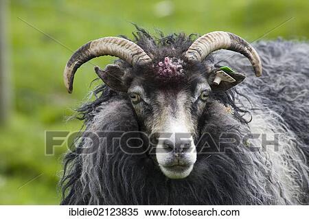 Horned ram on Sheep Island, Faroe Islands, island group in the North Atlantic, Denmark, Northern Europe, Europe View Large Photo Image Stock Photography - Horned ram on Sheep Island, Faroe Islands, island group in the North Atlantic, Denmark, Northern Europe, Europe. Fotosearch