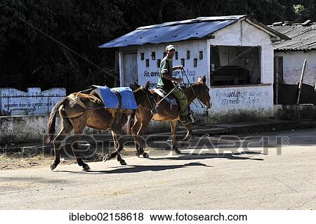 Stock Photo - Horse rider with an additional horse on the road near Cienfuegos, Cuba, Greater Antilles, Caribbean, Central America, America, North America. Fotosearch