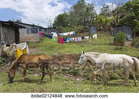 Horses, stone houses in the back, village El Naranjo in the northeastern uplands, Nicaragua, Central America, North America View Large Photo Image Stock Photo - Horses, stone houses in the back, village El Naranjo in the northeastern uplands, Nicaragua, Central America, North America. Fotosearch