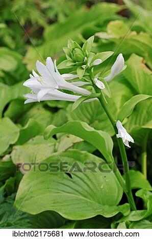 Hosta (Hosta cultivar) View Large Photo Image Stock Image - Hosta (Hosta cultivar). Fotosearch