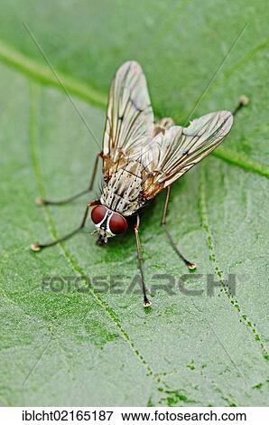 Stock Photo - House-fly our housefly (Musca domestica), North Rhine-Westphalia, Germany, Europe. Fotosearch