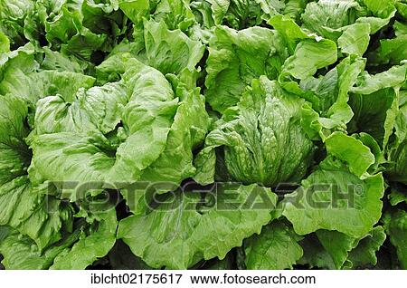 Stock Photo - Iceberg Lettuce (Lactuca sativa var. capitata) growing on a field, Lower Saxony, Germany, Europe. Fotosearch