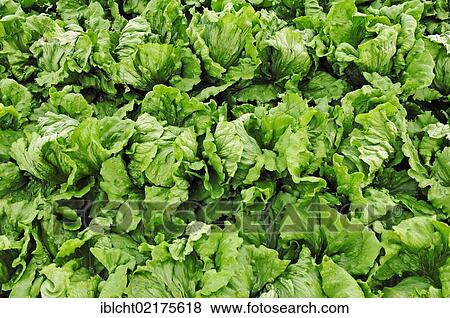 Stock Photo - Iceberg Lettuce (Lactuca sativa var. capitata) growing on a field, Lower Saxony, Germany, Europe. Fotosearch