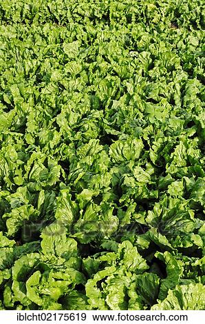 Iceberg Lettuce (Lactuca sativa var. capitata) growing on a field, Lower Saxony, Germany, Europe View Large Photo Image Stock Photo - Iceberg Lettuce (Lactuca sativa var. capitata) growing on a field, Lower Saxony, Germany, Europe. Fotosearch