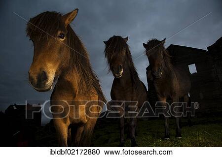 Iceland horses on an abandoned farm, south-east coast, Iceland, Europe View Large Photo Image Stock Image - Iceland horses on an abandoned farm, south-east coast, Iceland, Europe. Fotosearch