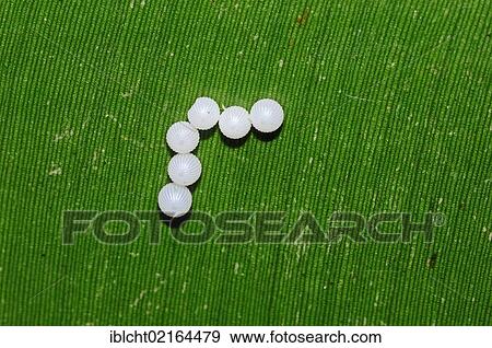 Idomeneus Giant Owl (Caligo idomeneus), eggs, South American species, captive, North Rhine-Westphalia, Germany, Europe View Large Photo Image Stock Photo - Idomeneus Giant Owl (Caligo idomeneus), eggs, South American species, captive, North Rhine-Westphalia, Germany, Europe. Fotosearch