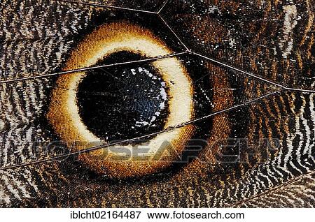 Stock Photo - Idomeneus Giant Owl (Caligo idomeneus), detail of wing, South American species, captive, North Rhine-Westphalia, Germany, Europe. Fotosearch