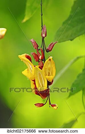 Stock Photograph - Indian Clock Vine (Thunbergia mysorensis), flowers, native to India. Fotosearch