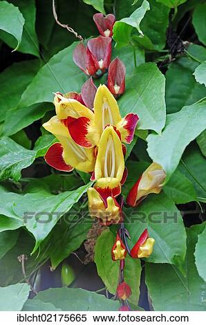 Stock Photography - Indian Clock Vine (Thunbergia mysorensis), flowers, native to India. Fotosearch