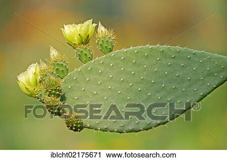 Stock Image - Indian fig opuntia (Opuntia ficus-indica), flowering, native to North America. Fotosearch