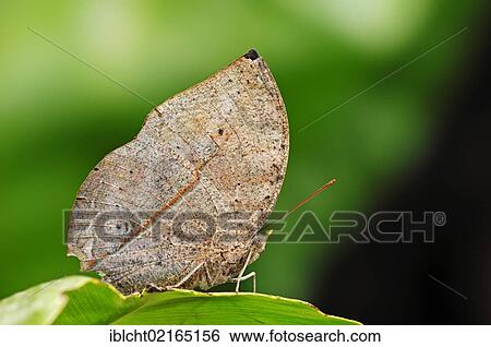 Stock Photograph - Indian Leafwing or Indian Leaf Butterfly (Kallima paralekta), Asian species, captive, North Rhine-Westphalia, Germany, Europe. Fotosearch