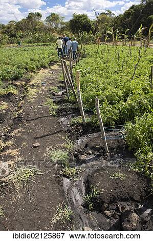 Irrigation channels between the tomato fields, agriculture, Terabona, northeastern highlands, Nicaragua, Central America, North America View Large Photo Image Stock Photo - Irrigation channels between the tomato fields, agriculture, Terabona, northeastern highlands, Nicaragua, Central America, North America. Fotosearch