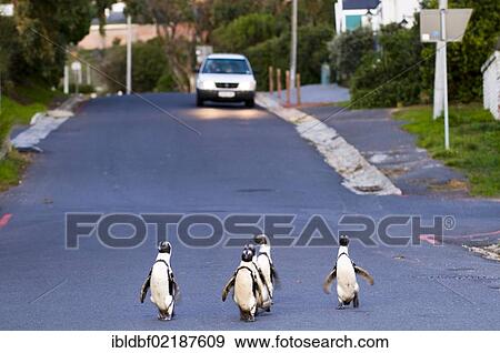 Jackass Penguins (Spheniscus demersus) walking along a road, Boulders Beach, Simon's Town, Western Cape, South Africa, Africa View Large Photo Image Stock Photo - Jackass Penguins (Spheniscus demersus) walking along a road, Boulders Beach, Simon's Town, Western Cape, South Africa, Africa. Fotosearch