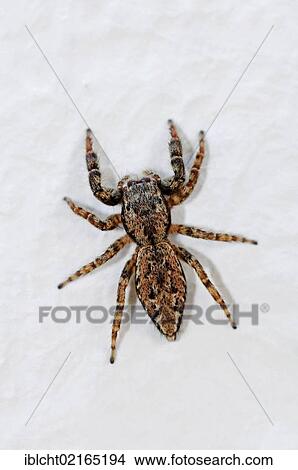 Picture - Jumping Spider (Marpissa muscosa), North Rhine-Westphalia, Germany, Europe. Fotosearch