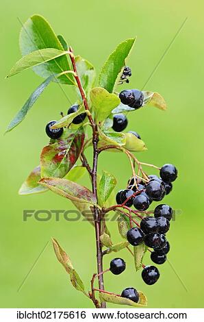Stock Photograph - Juneberry (Amelanchier lamarckii), branch with fruit, native to North America, North Rhine-Westphalia, Germany, Europe. Fotosearch