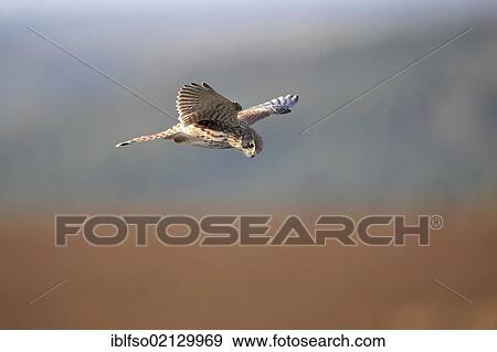 Kestrel (Falco tinnunculus), hovering, Germany, Europe View Large Photo Image Stock Photo - Kestrel (Falco tinnunculus), hovering, Germany, Europe. Fotosearch