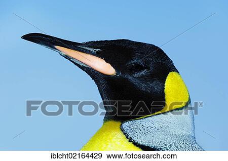 Stock Photo - King Penguin (Aptenodytes patagonicus), portrait, Antarctic species, captive, France, Europe. Fotosearch
