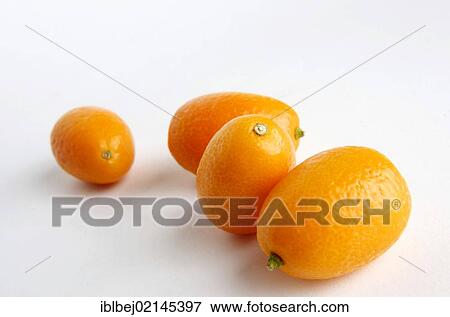 Kumquats or Cumquats (Citrus japonica) View Large Photo Image Stock Photo - Kumquats or Cumquats (Citrus japonica). Fotosearch