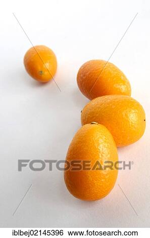 Kumquats or Cumquats (Citrus japonica) View Large Photo Image Stock Photograph - Kumquats or Cumquats (Citrus japonica). Fotosearch