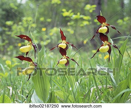 Lady's-slipper orchid (Cypripedium calceolus), Thuringia, Germany, Europe View Large Photo Image Stock Image - Lady's-slipper orchid (Cypripedium calceolus), Thuringia, Germany, Europe. Fotosearch